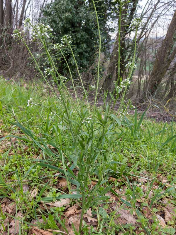 Capsella bursa-pastoris (Brassicaceae)